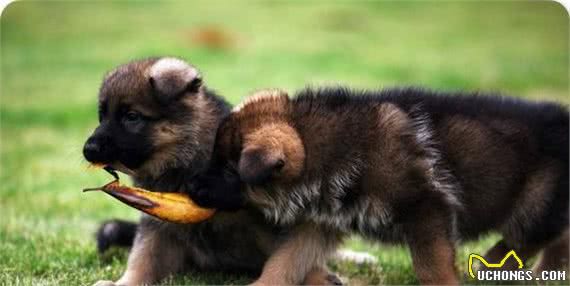 德国牧羊犬，你了解多少?