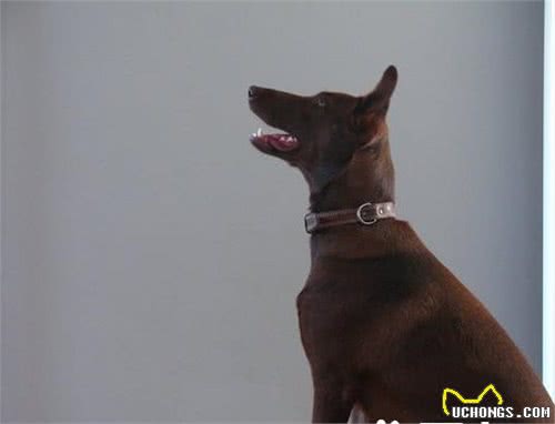法老王猎犬掉毛程度掉毛程度几乎没有