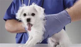 小知识：狗狗出现中毒的症状有哪些？这几种情况不要忽视