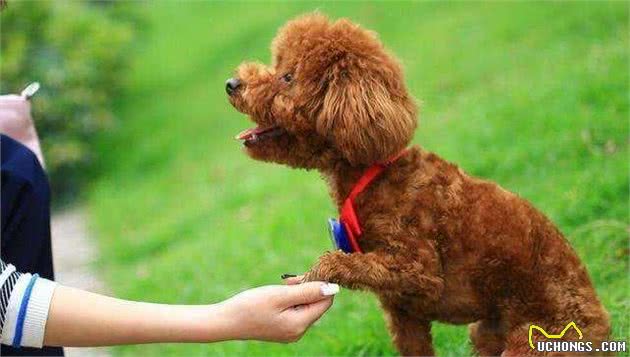 泰迪犬这5部位碰不得，让碰说明你对它很重要