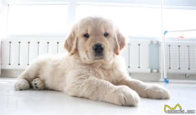金毛为什么叫寻回犬？除了能搜索猎物还有啥？