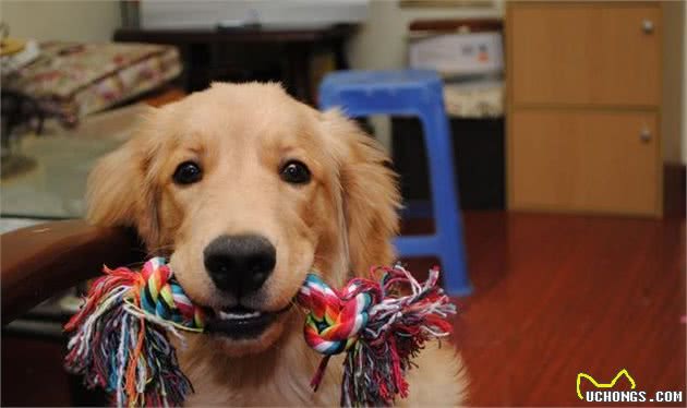 金毛为什么叫寻回犬？除了能搜索猎物还有啥？