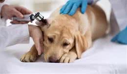 秋季来了，铲屎官们得为爱犬做好豫备