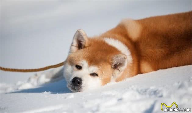 9种生于冬季的狗狗太酷了！除了拉雪橇，居然还有负责救援的