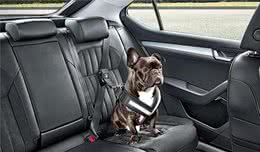 狗狗的福音斯柯达研发出宠物固定装置