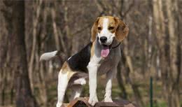 比格犬，5个原因提醒你，它不适合新手饲养