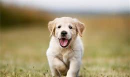初养犬，请注意以下问题