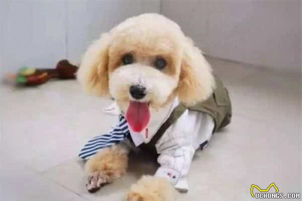 不能对狗狗做的4件事,极可能引发狗狗的攻击性,你做过几件?