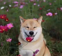 秋季狗狗常见疾病及防治？