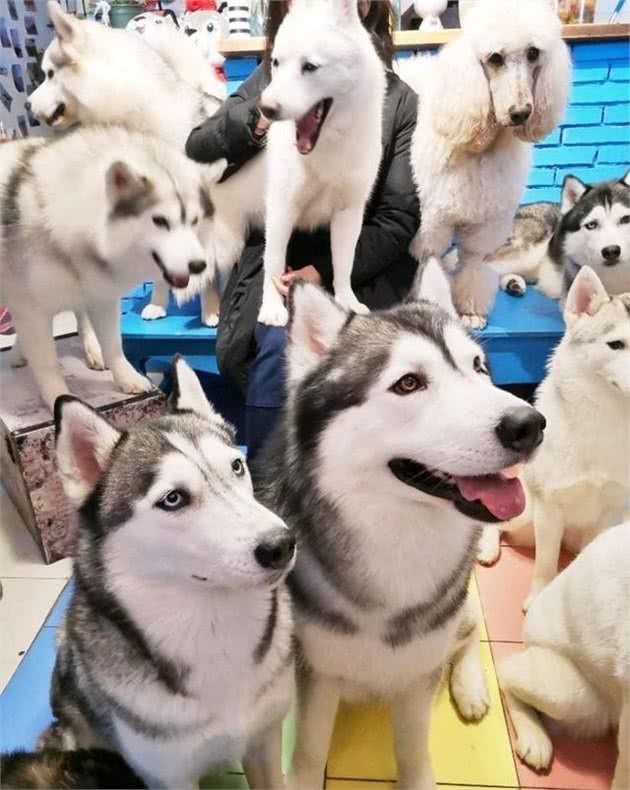 哈士奇犬的美容日常护理
