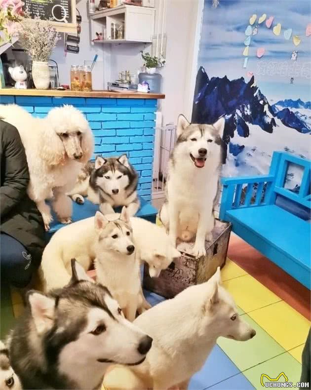 哈士奇犬的美容日常护理