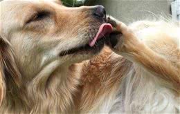 狗狗为什么总啃爪子？有什么办法缓解？除了脂肪酸还要注意这四点