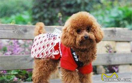 泰迪犬的7大缺陷，饲养前请三思
