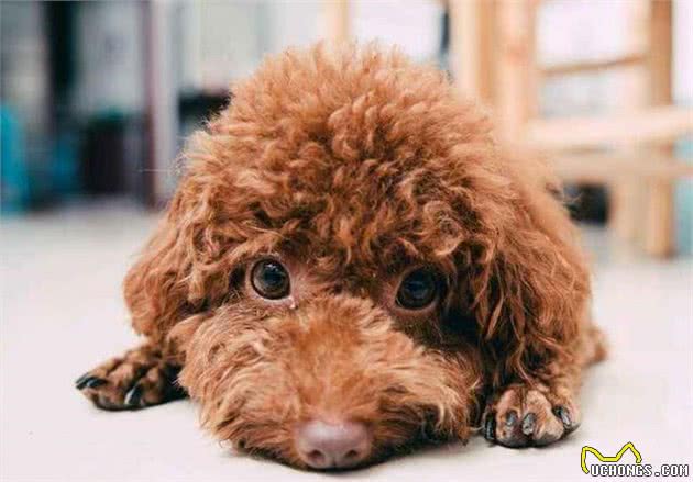 泰迪犬的7大缺陷，饲养前请三思