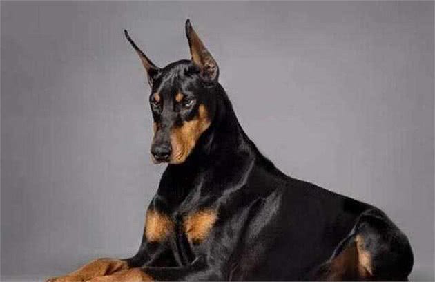 五大“护主狂魔”的猛犬，你了解吗？