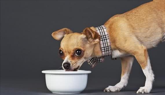 狗狗为什么挑食?