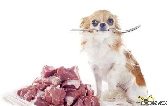 狗狗为什么挑食?