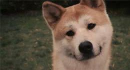 可爱的秋田犬，这样养才正确