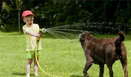 为什么狗狗比人类更容易中暑？