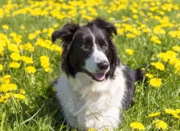 四大最聪明的狗狗,边牧犬第一,金毛犬上榜,第四名让人意外