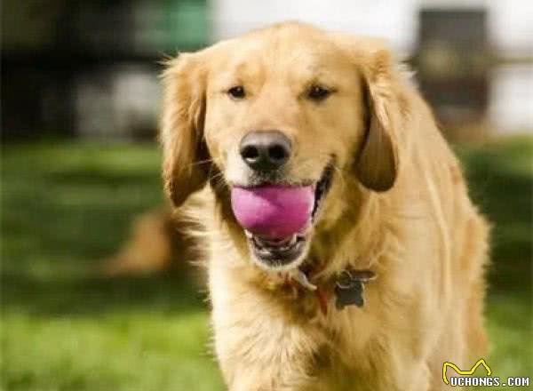 四大最聪明的狗狗,边牧犬第一,金毛犬上榜,第四名让人意外