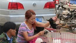 逛了十年犬市的我教你如何在犬市上买到一只好狗，一眼识破星期狗