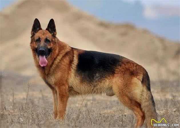 狼性犹存的5种犬，它的能力超越马犬，更胜德牧犬