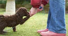 训练贵宾犬的5大禁忌，主人犯这些错误，它会更不听话