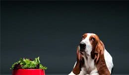 狗狗误食了不能吃的东西，该怎么办？