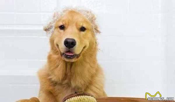 给狗狗洗澡的正确方法!铲屎官们进来学