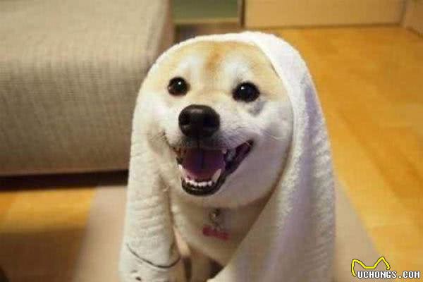 给狗狗洗澡的正确方法!铲屎官们进来学