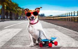 挑战不可能！教你训练会滑板的汪星人