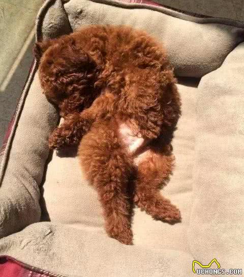 泰迪犬最爱的5种主人，碰着其中一种很侥幸，说的是你吗？