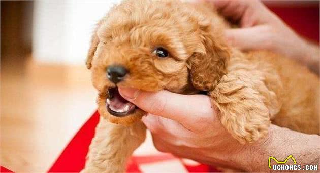 泰迪犬最爱的5种主人，碰着其中一种很侥幸，说的是你吗？