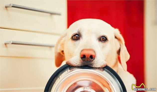 如何训练拉布拉多犬不讨食？学好这几招，让拉拉不贪嘴！