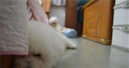 为什么比熊犬总喜欢躲在床底下？知道真相后，我想抱抱它