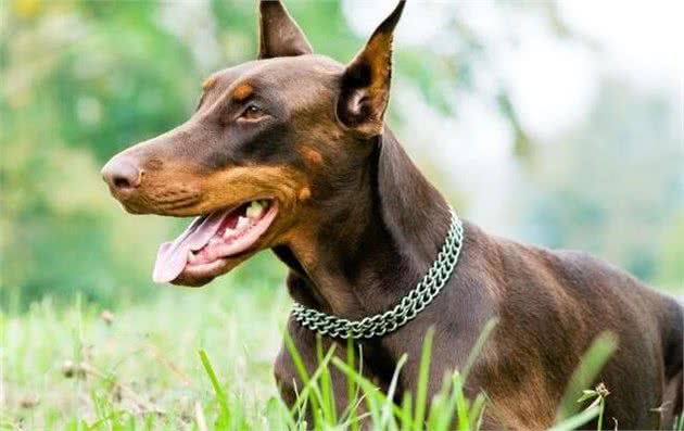 解读“杜宾犬”，集头脑与身体素质于一身，品系狗狗中最优秀一员