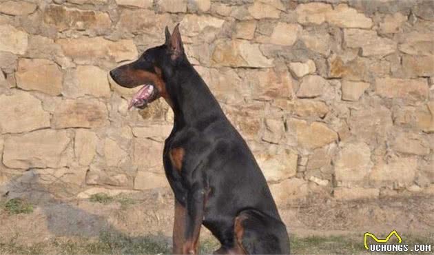 解读“杜宾犬”，集头脑与身体素质于一身，品系狗狗中最优秀一员