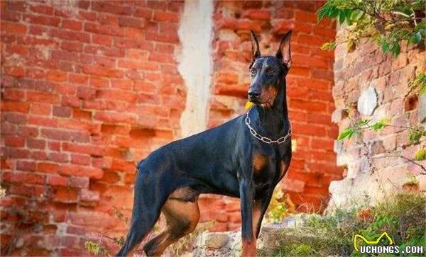 解读“杜宾犬”，集头脑与身体素质于一身，品系狗狗中最优秀一员