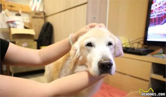狗狗不舒适的6个信号，看上去没什么大不了，主人很容易忽略