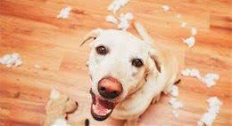 狗狗有错不改，还狡辩！5招让狗狗“服服帖帖”