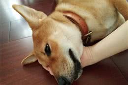 狗狗也会撒娇：麻麻，就这样不要松开好吗