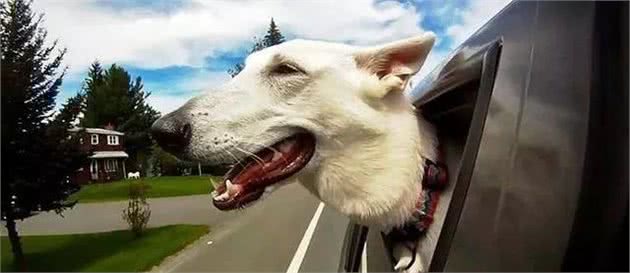 狗狗为什么会晕车?晕车后该怎么办?