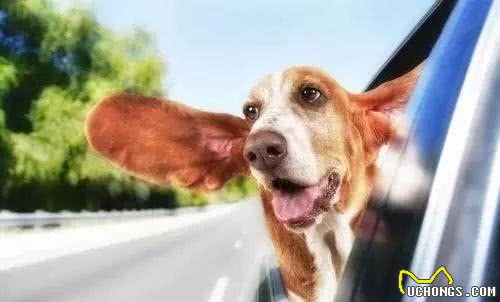 狗狗为什么会晕车?晕车后该怎么办?