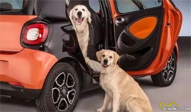 狗狗为什么会晕车?晕车后该怎么办?
