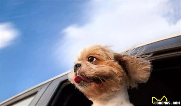 狗狗为什么会晕车?晕车后该怎么办?