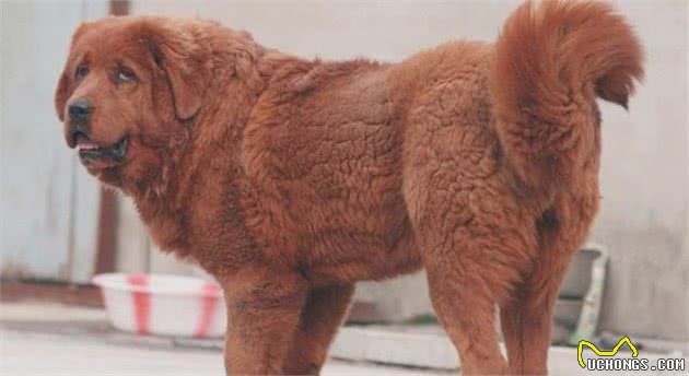 藏獒是被高估的一种犬？不谈虚的，它真能打赢野狼吗？
