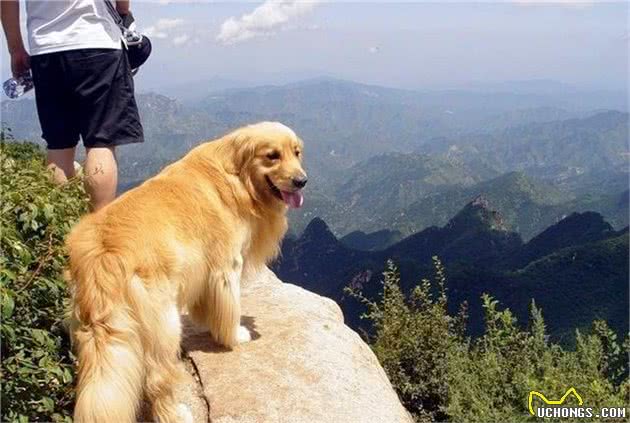 国庆带爱犬自驾游，6件物品别忘带，让你安稳享受美好假期！