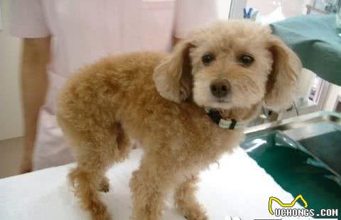 玩具贵宾犬最大是多大体重在3到6公斤左右