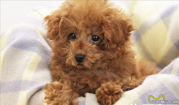 玩具贵宾犬最大是多大体重在3到6公斤左右